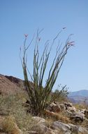 Image of ocotillo