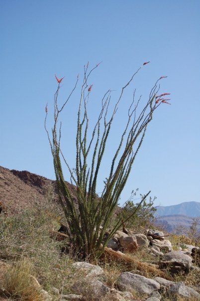 Image of ocotillo