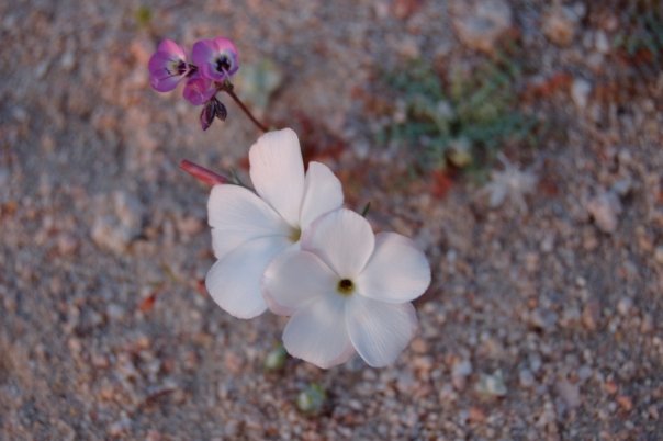 Plancia ëd Linanthus dichotomus Benth.