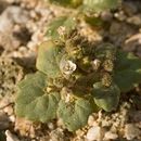 Sivun Phacelia neglecta M. E. Jones kuva