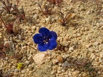 Phacelia nashiana Jepson的圖片