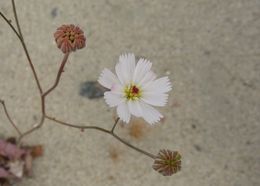 Image of parachute plant