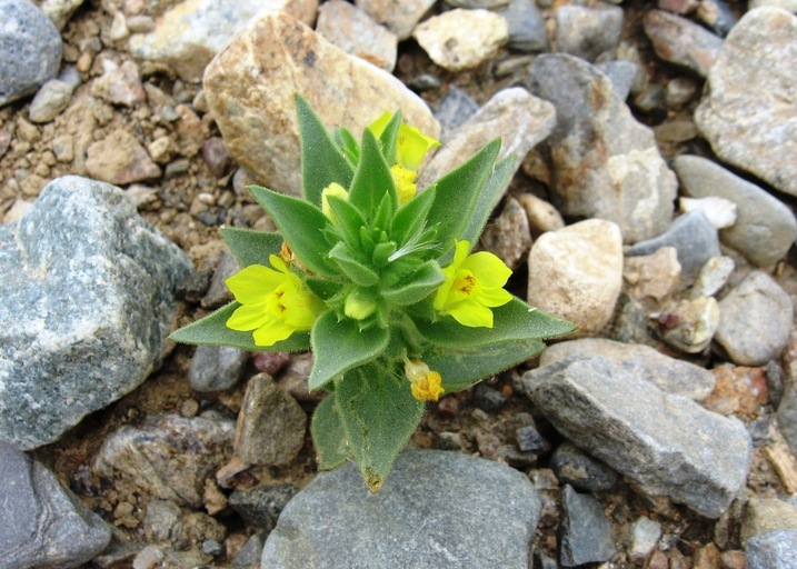 Image of <i>Mohavea breviflora</i>