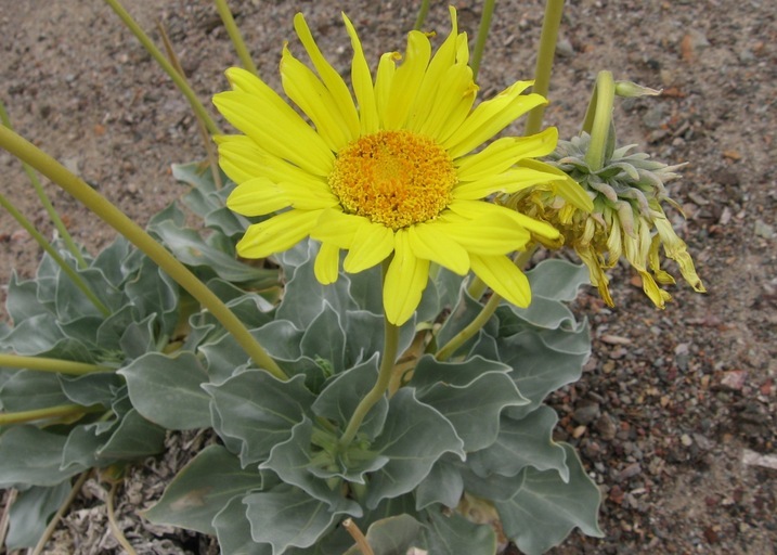 صورة Enceliopsis covillei (A. Nels.) Blake