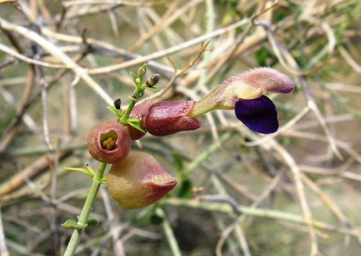 Imagem de Scutellaria mexicana (Torr.) A. J. Paton