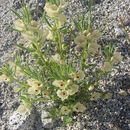Image of <i>Mohavea confertiflora</i>