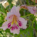 Image of desert willow