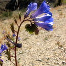 Imagem de Phacelia campanularia A. Gray