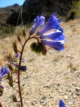 Phacelia campanularia A. Gray resmi