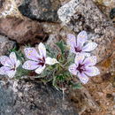 Image of Great Basin langloisia