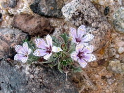 Image of Great Basin langloisia