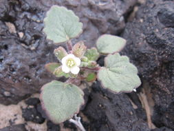 Phacelia rotundifolia Torr. ex S. Wats.的圖片