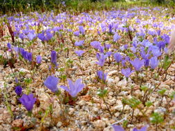 Image of sandblossoms