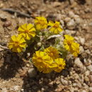 Plancia ëd Eriophyllum wallacei (A. Gray) A. Gray