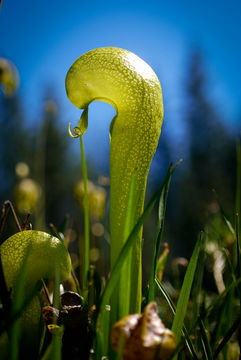 Image of California pitcherplant