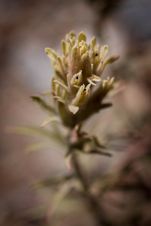 Image of parrothead Indian paintbrush