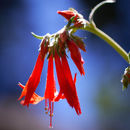 Image of Scarlet Gilia