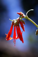 Image of Scarlet Gilia