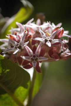 Imagem de Asclepias speciosa Torr.