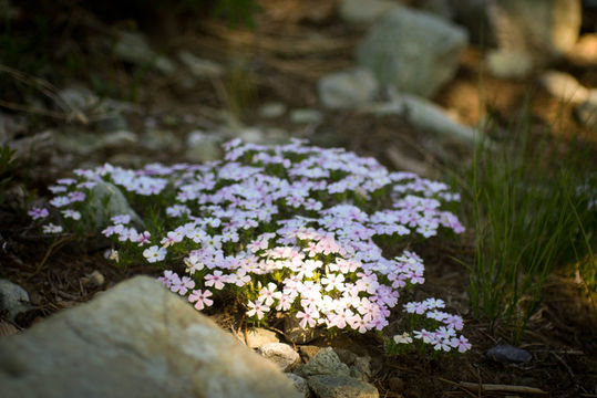 Image of showy phlox