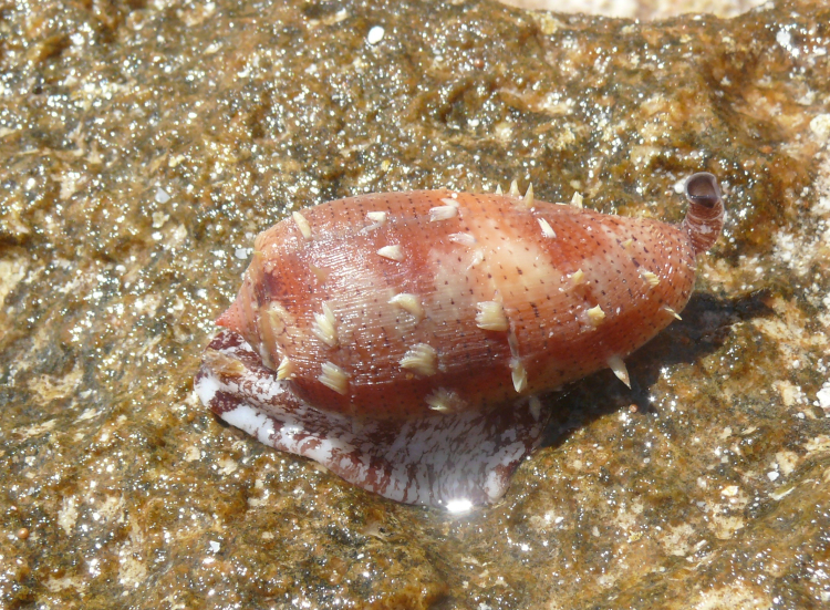 Image of tulip cone