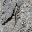 Plancia ëd Cryptoblepharus poecilopleurus (Wiegmann 1836)