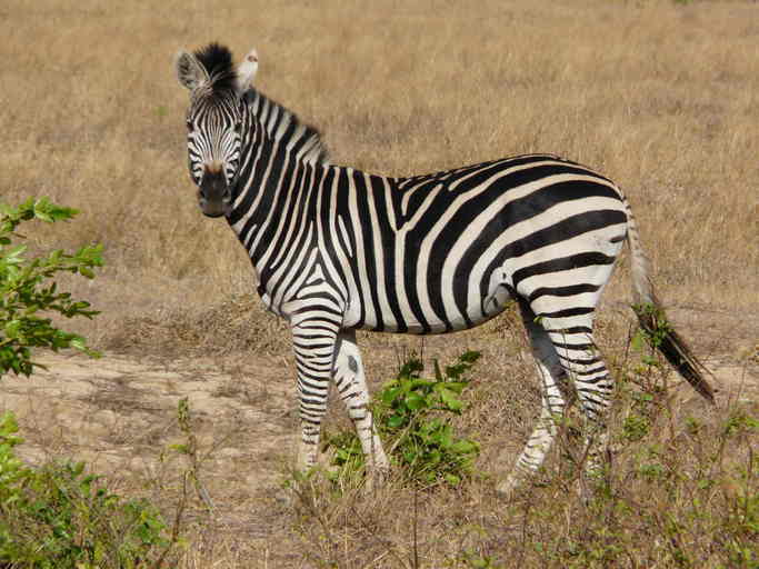 Image of Chapman's zebra