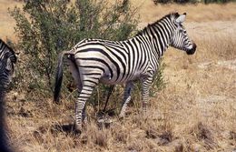 Image of Chapman's zebra