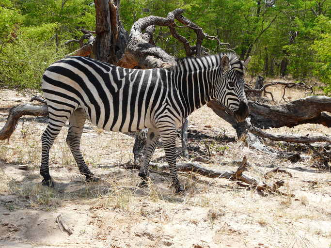 Image of Chapman's zebra