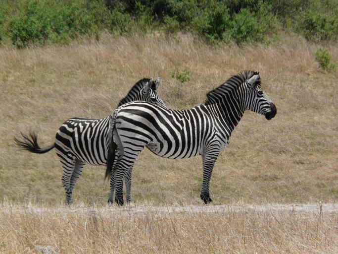 Image of Chapman's zebra