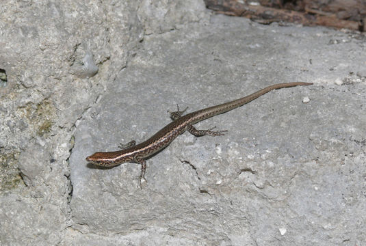 صورة Cryptoblepharus poecilopleurus (Wiegmann 1836)