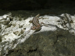 Image of Mottled Snake-eyed Skink