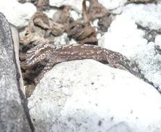 Image of Common Smooth-Scaled Gecko
