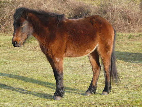 Image of Horse