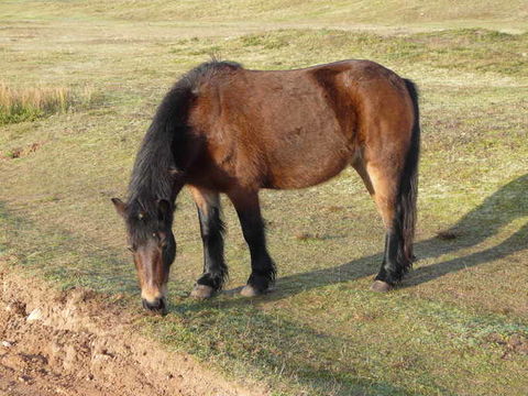 Image of Horse