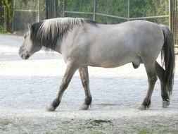 Image of Asian Wild Horse