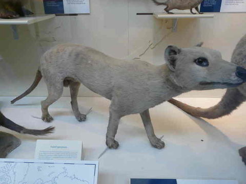 Image of thylacine