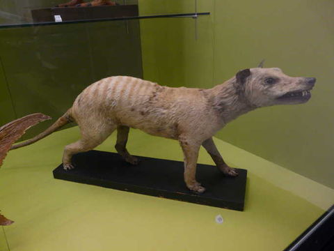 Image of thylacine