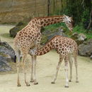 Image of Kordofan giraffe