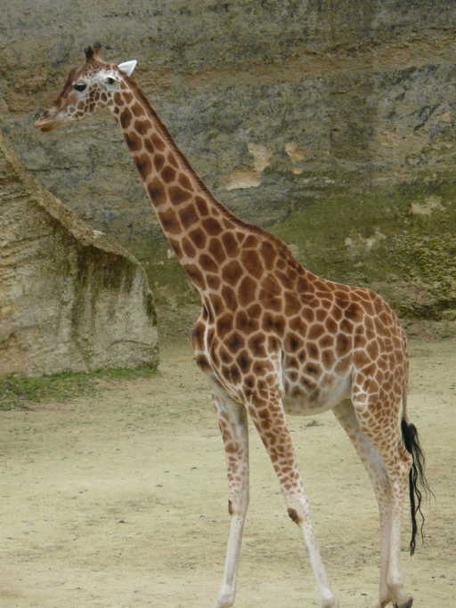 Слика од Giraffa camelopardalis antiquorum (Jardine 1835)
