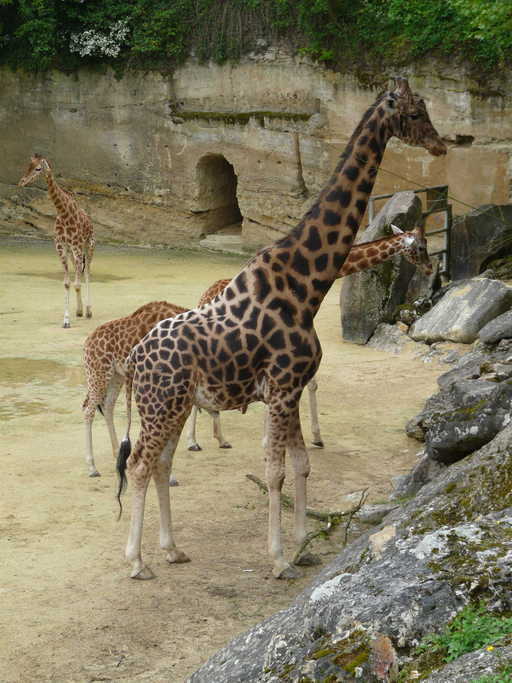 Image of Kordofan giraffe