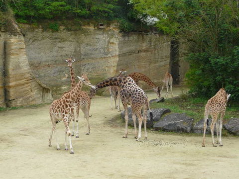 Image of Kordofan giraffe