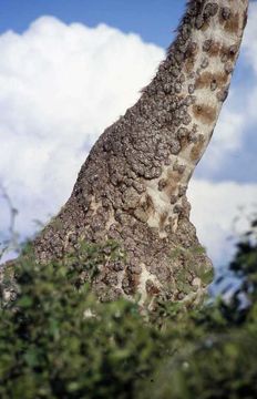 Image of Giraffe