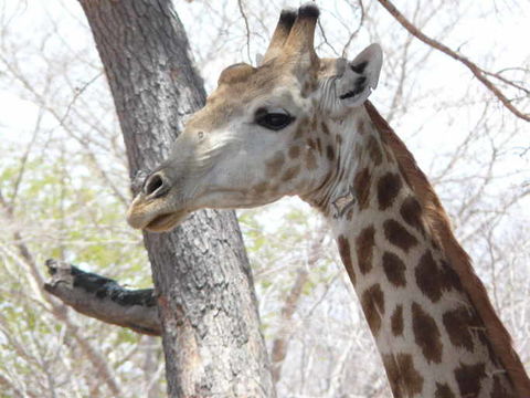 Imagem de <i>Giraffa camelopardalis giraffa</i>