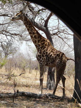 Image of South African Giraffe