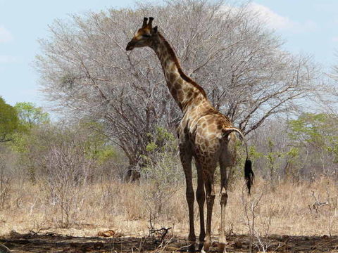 Image of South African Giraffe