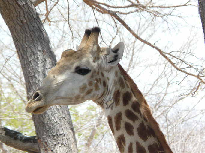 Image of South African Giraffe