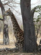 Image of South African Giraffe