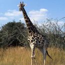 Image of South African Giraffe