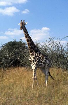 Image de <i>Giraffa camelopardalis giraffa</i>